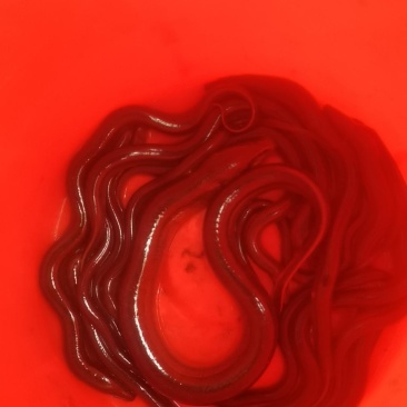 黄鳝。鲫鱼