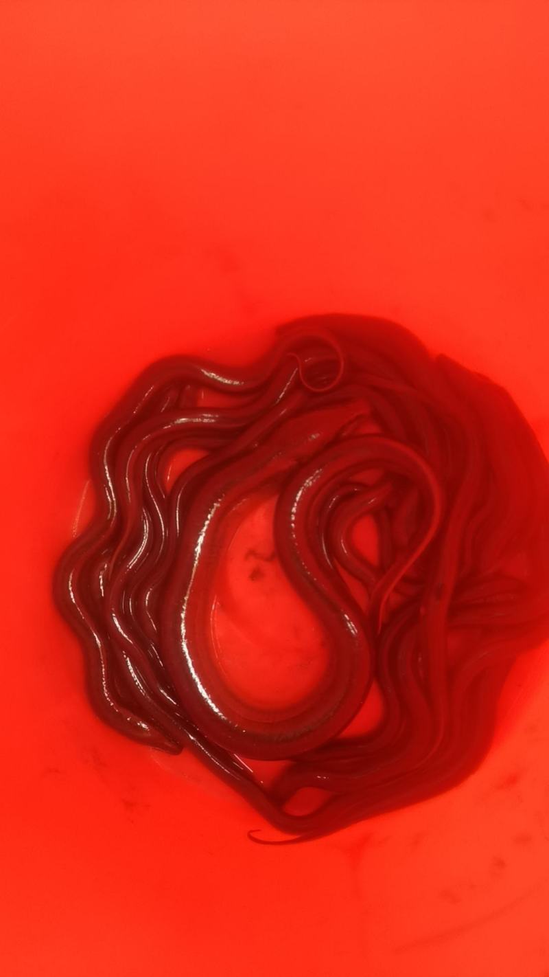 黄鳝。鲫鱼