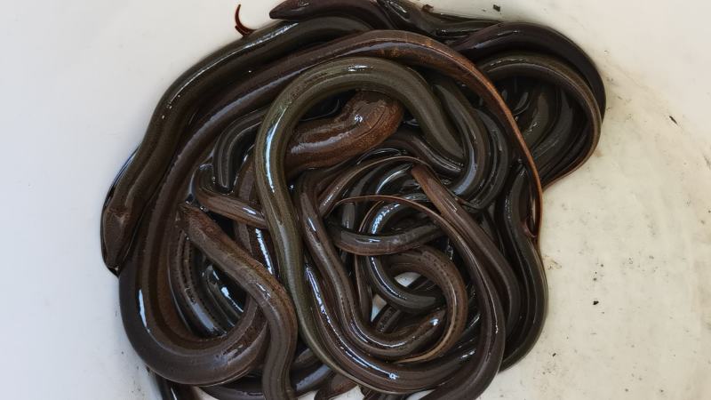黄鳝。鲫鱼