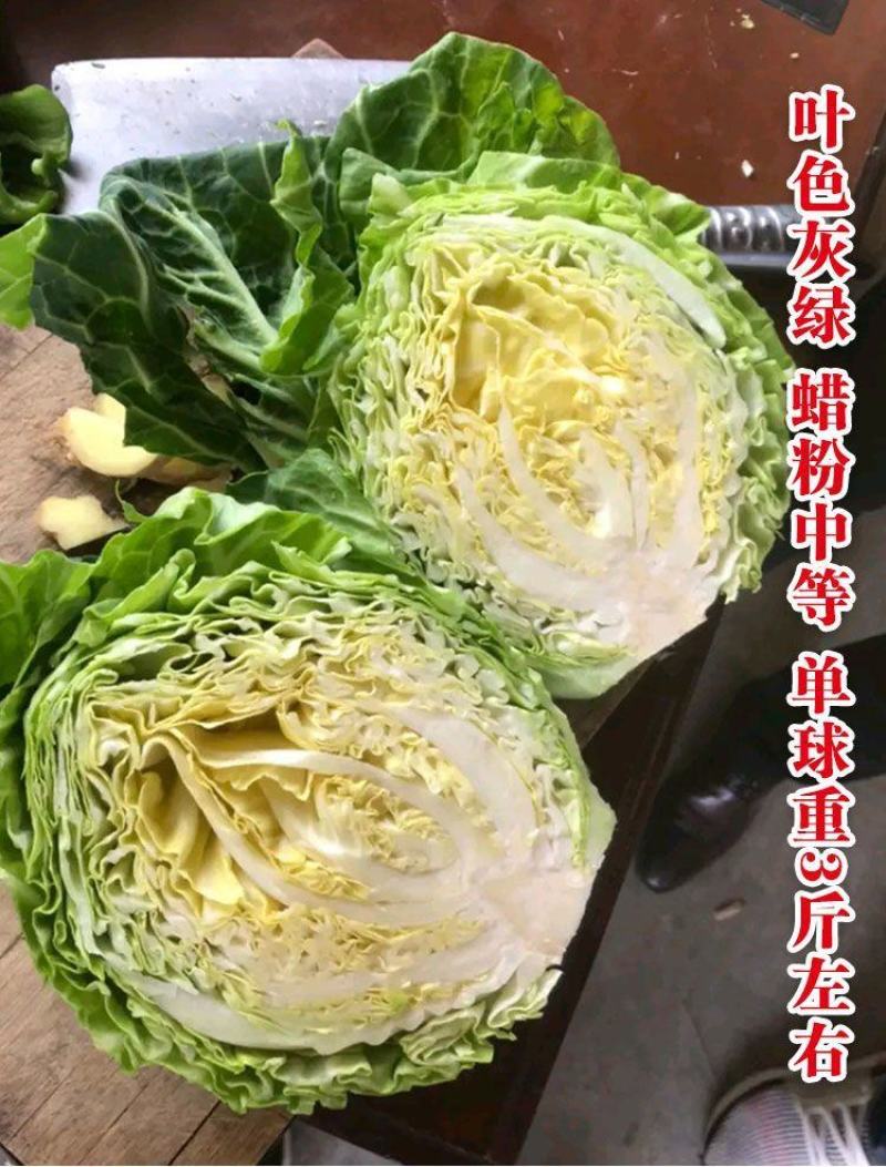 大白菜苗，湖南邵阳基地直发，接受预定和代育，技术指导。