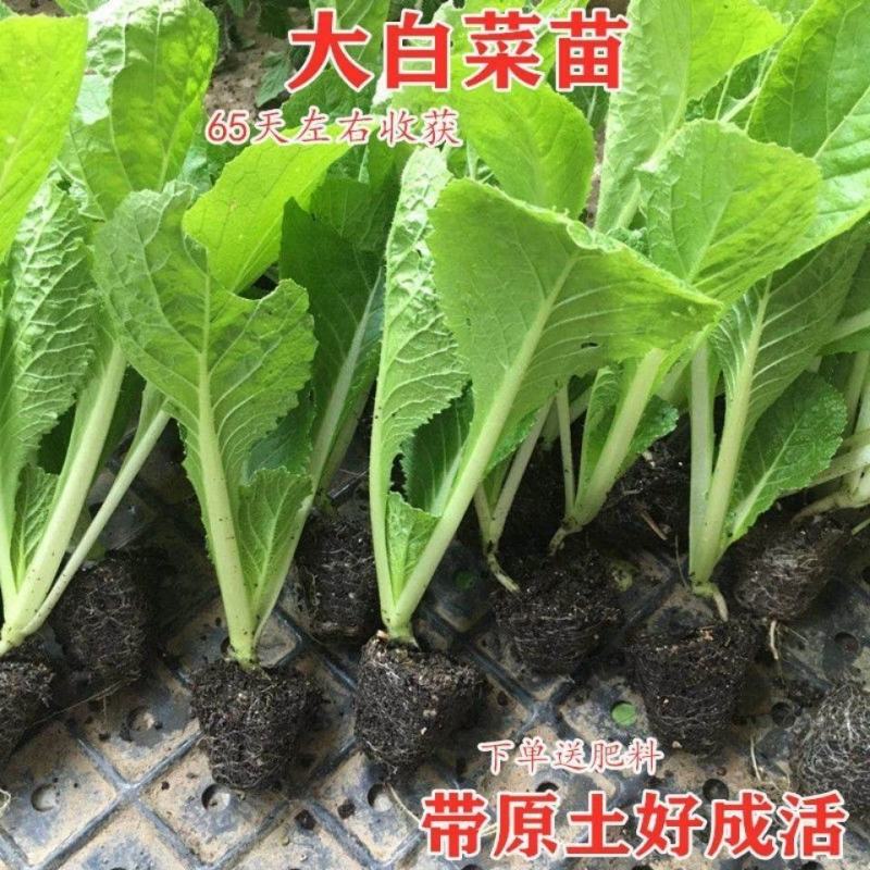 大白菜苗，湖南邵阳基地直发，接受预定和代育，技术指导。