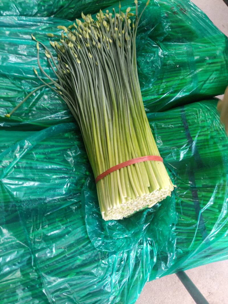 精品新鲜韭苔韭菜苔大量上货价格实惠欢迎联系