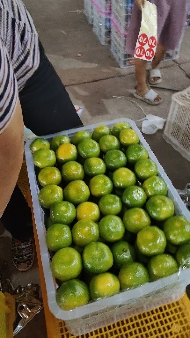宜昌特早蜜橘皮薄汁多味甜无核无渣皮毛干净全国发货