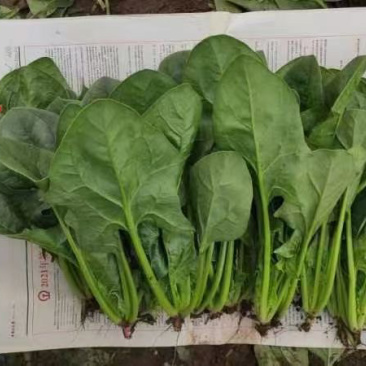 精品菠菜