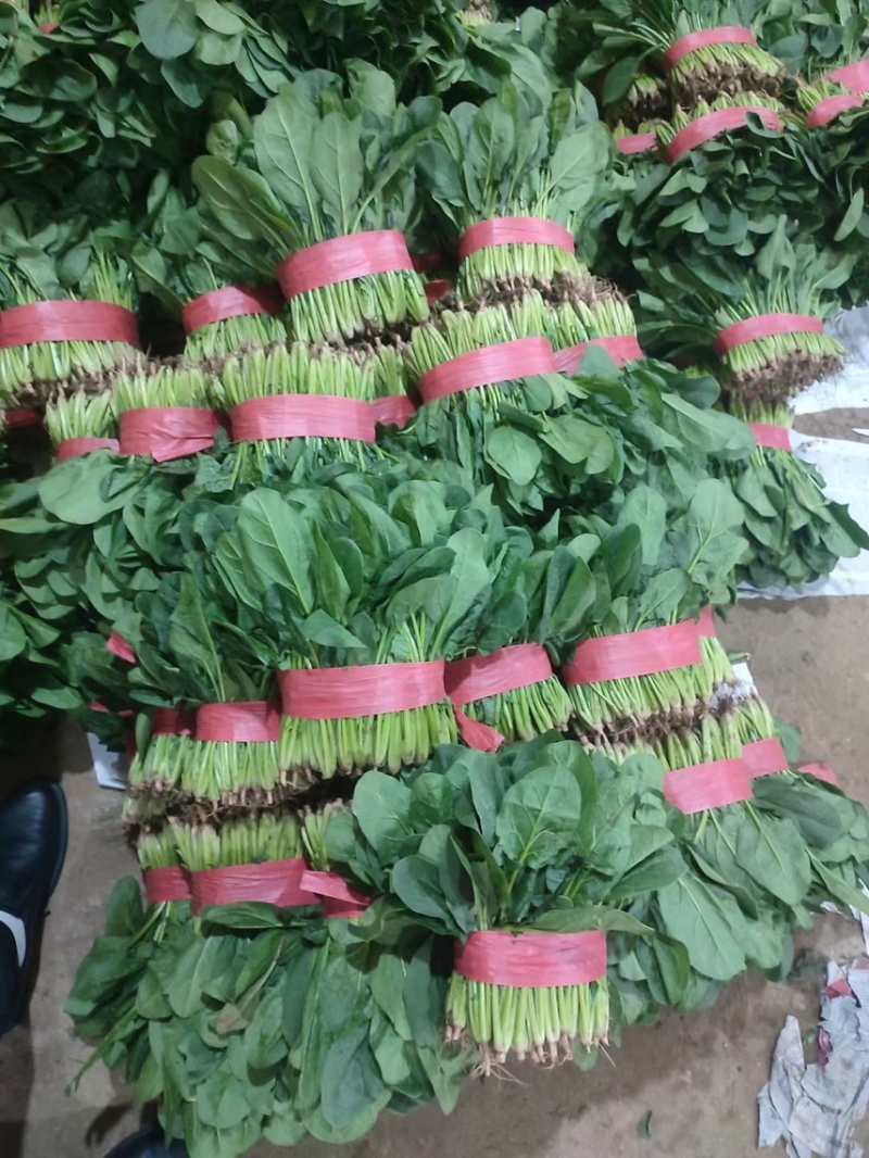 精品菠菜