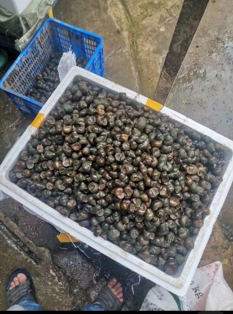 大小田螺大量现货