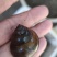 大小田螺大量现货