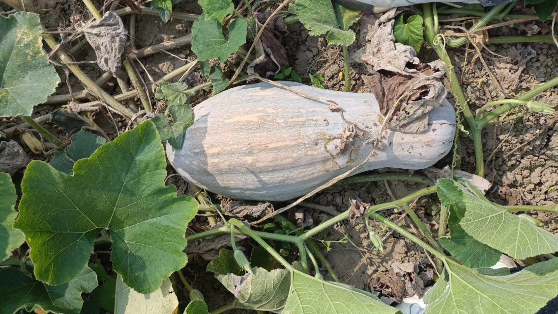 多个成熟的蜜本南瓜整齐堆放在农村仓库的木架上,地面为水泥材质,环境阴凉干燥,光线柔和,南瓜表面光泽良好,无破损或霉变迹象,体现良好的采后管理状态 蜜本南瓜采收后堆放在阴凉仓库中的场景