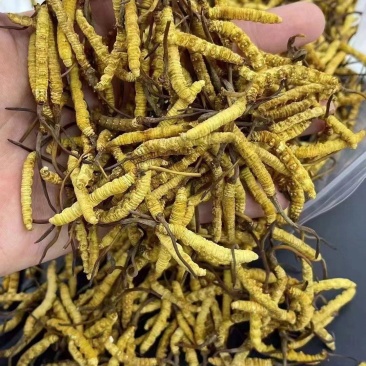 2000条人工冻干虫草