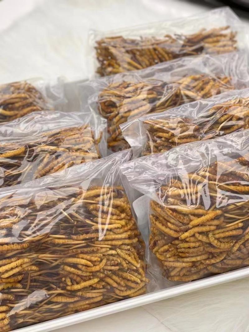 2000条人工冻干虫草