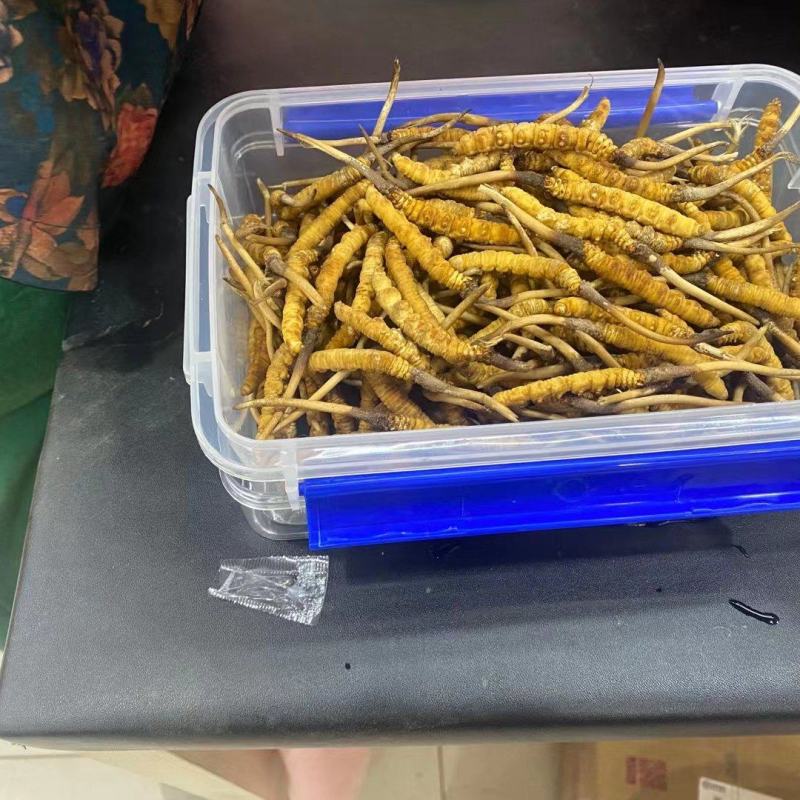 2000条人工冻干虫草