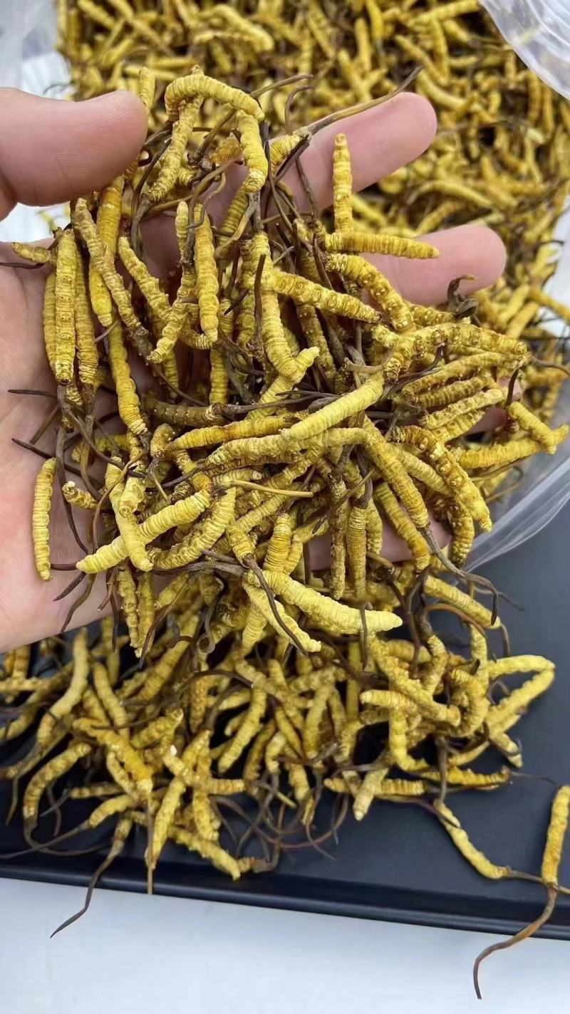 2000条人工冻干虫草