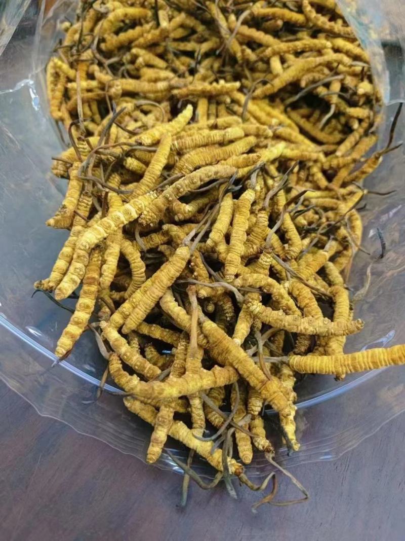 2000条人工冻干虫草