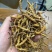 2000条人工冻干虫草