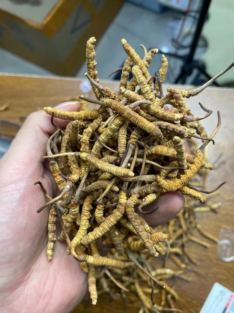 2000条人工冻干虫草