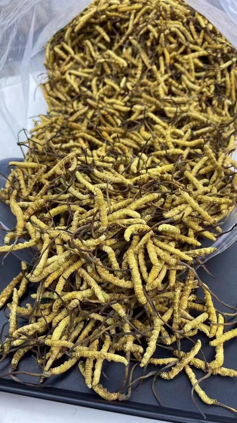 2000条人工冻干虫草