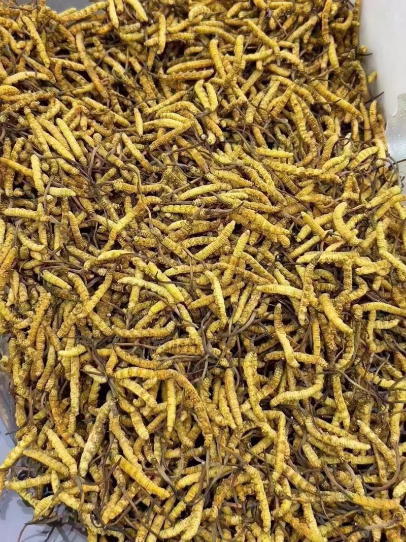 2000条人工冻干虫草