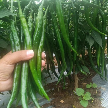 八号线三号线