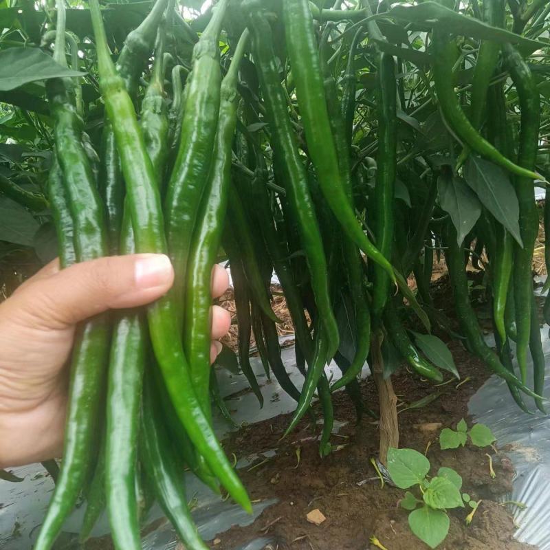 八号线三号线