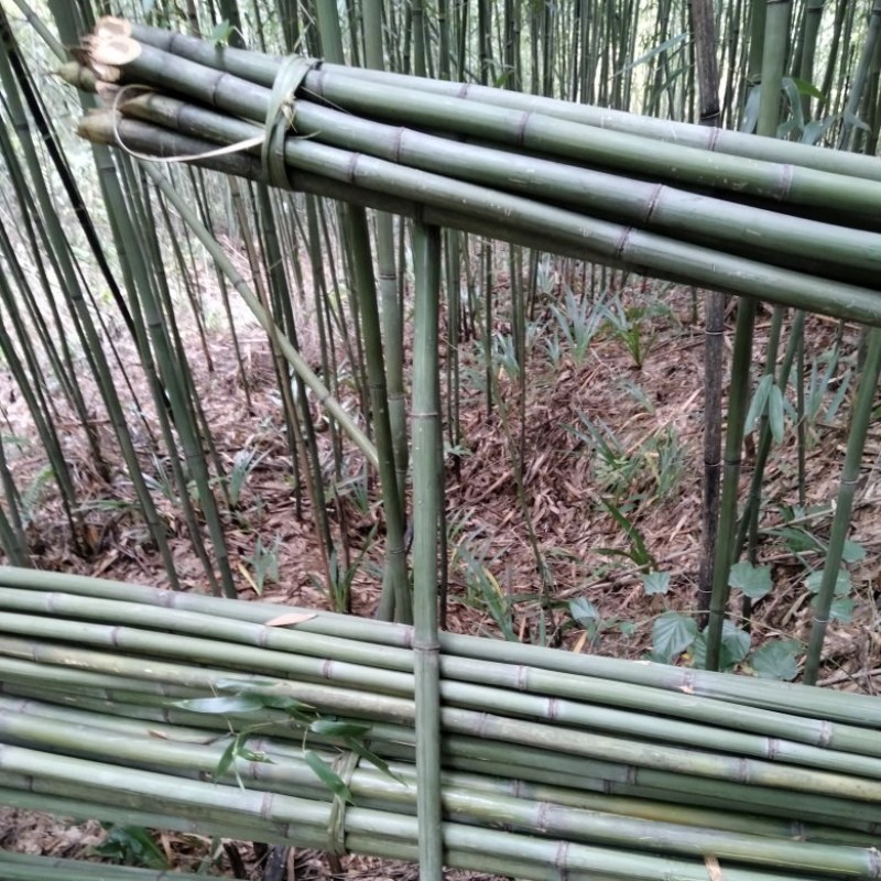 支撑架(欢迎来电）白夹竹，菜架竹，大棚竹竿，产地直销
