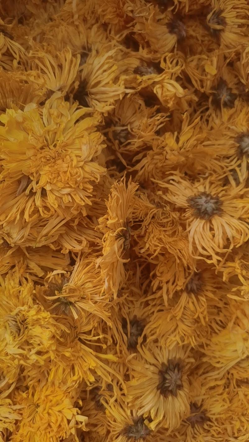 所有菊花茶批发零售，产地批发价格