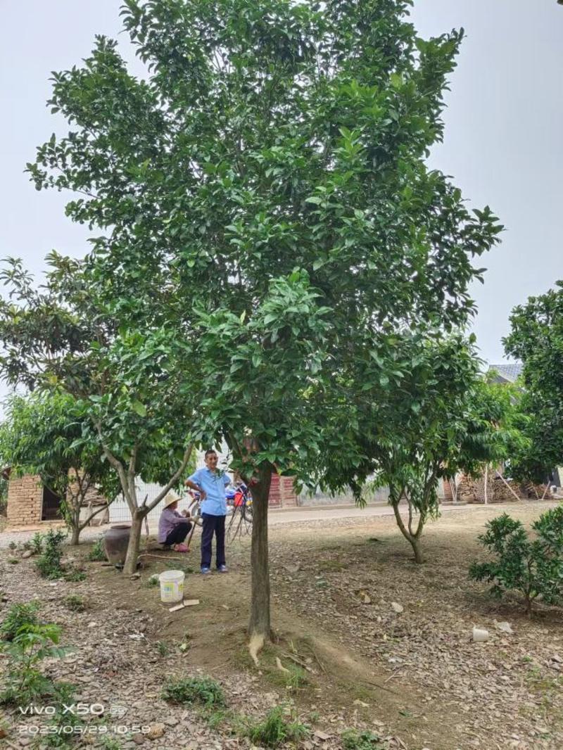 15的柚子树杆直冠圆，全年供应，支持线上保障交易