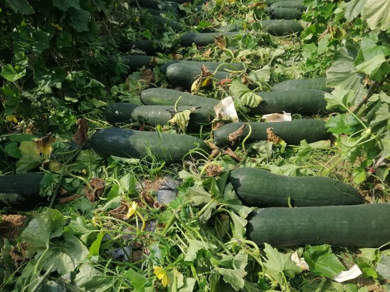 黑皮吊冬瓜大量上市农家自种基地直发品质保证价格优惠