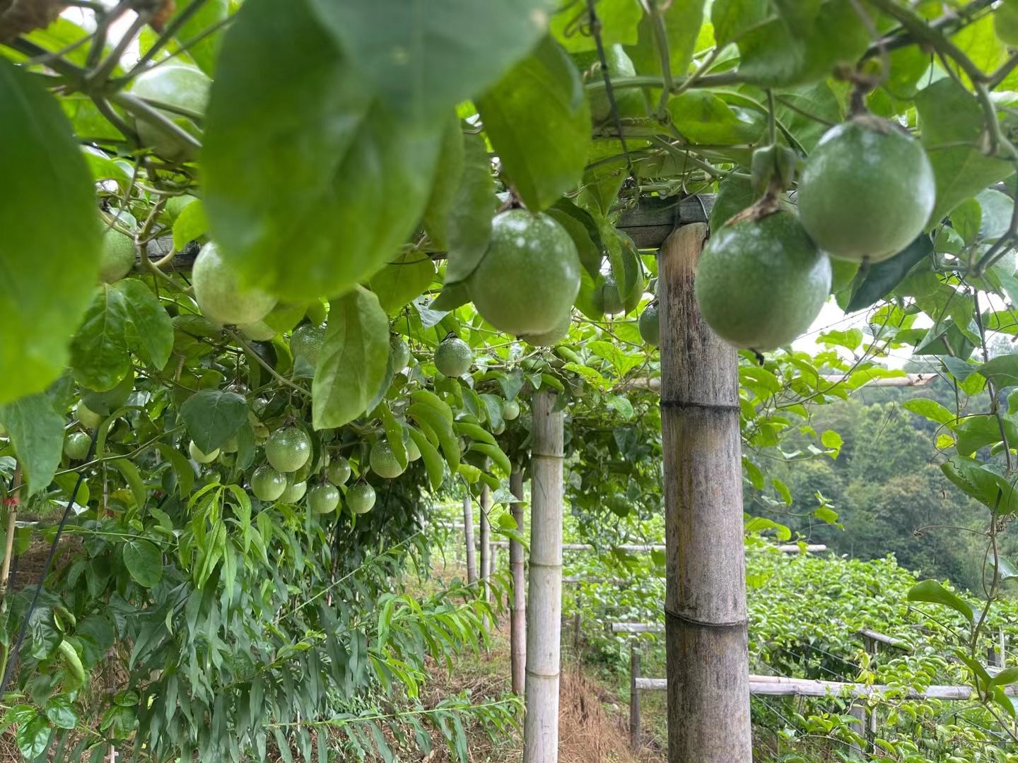 百香果种植基地实景图
