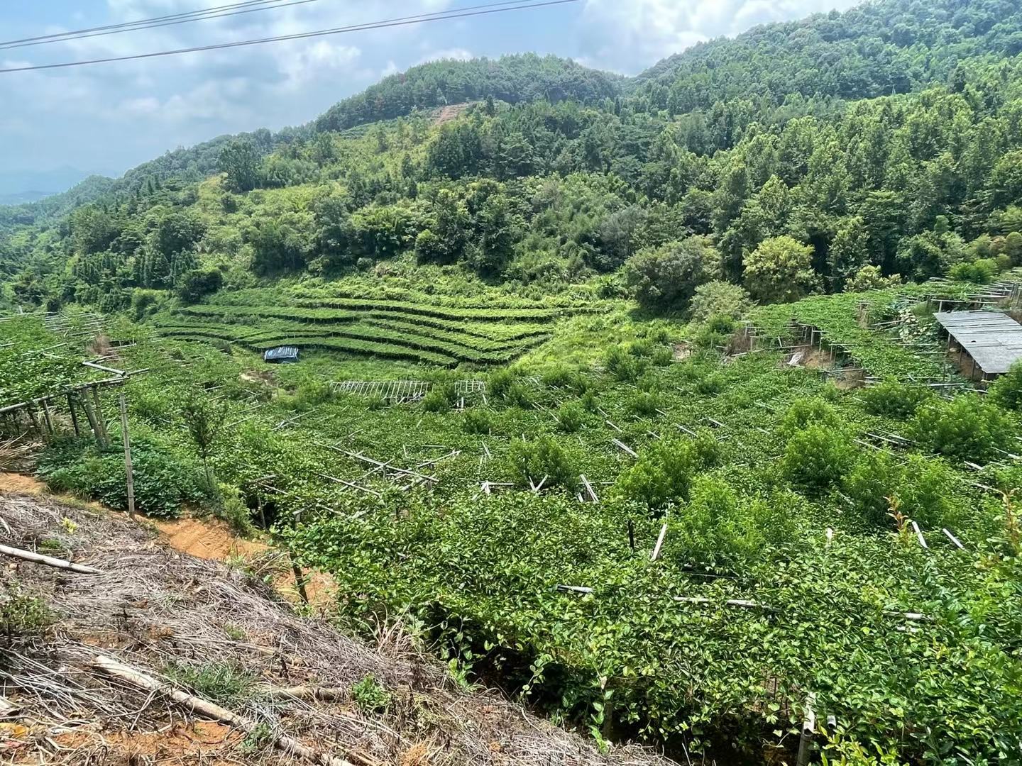 广西钦州市钦南区那彭镇连片种植的钦蜜9号百香果果园,藤蔓整齐排列,果实挂满枝头,背景为丘陵地貌与灌溉系统,展现现代化农业种植场景 钦蜜9号百香果种植基地航拍图