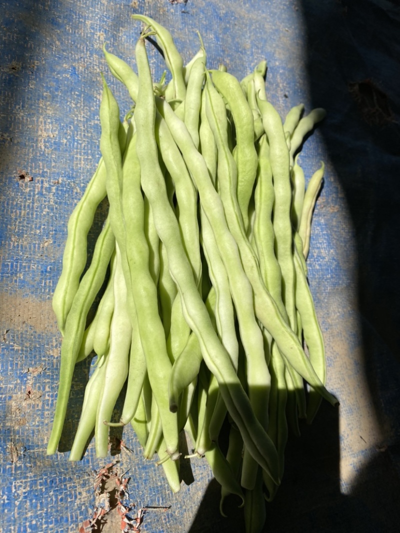 壶关旱地精品白豆王