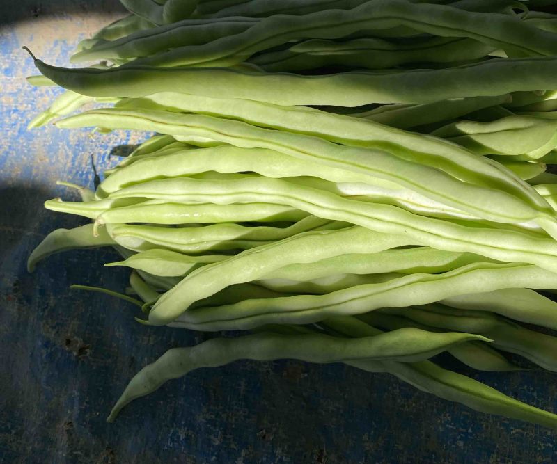 壶关旱地精品白豆王