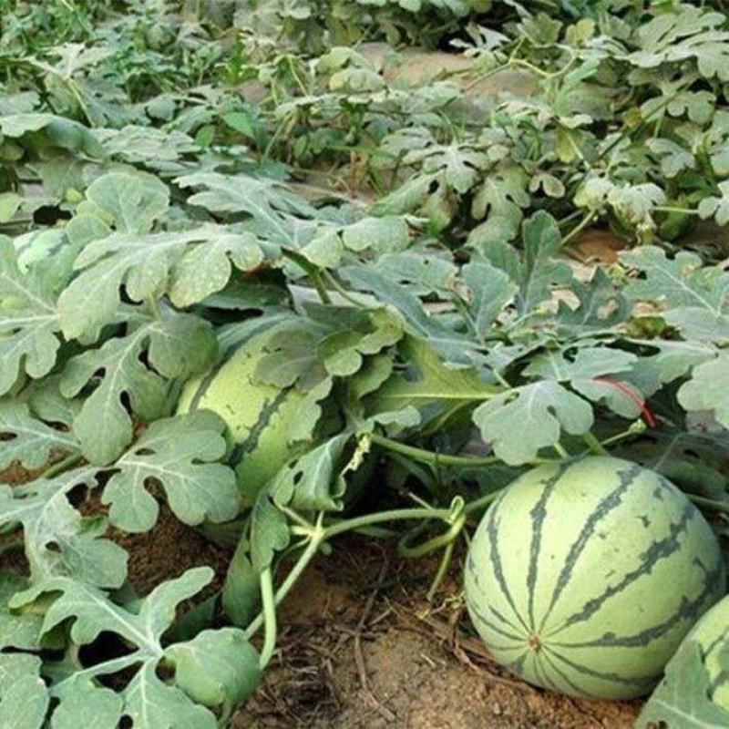 特小凤西瓜苗特小凤西瓜嫁接苗黄肉西瓜苗黄瓤西瓜苗