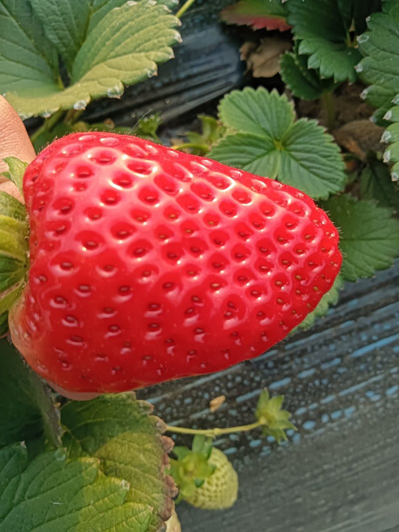 自家果园种植，剩余15万棵