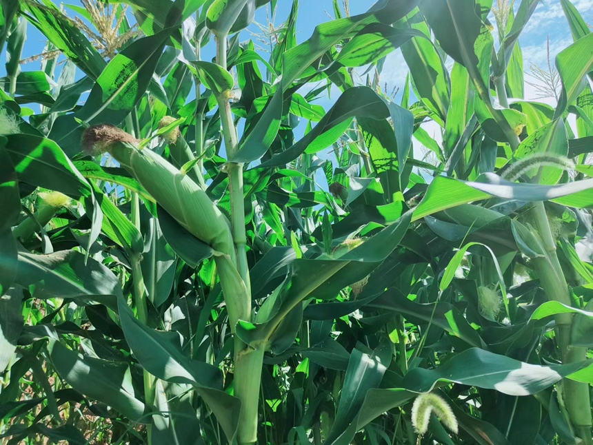 水果玉米田间种植场景