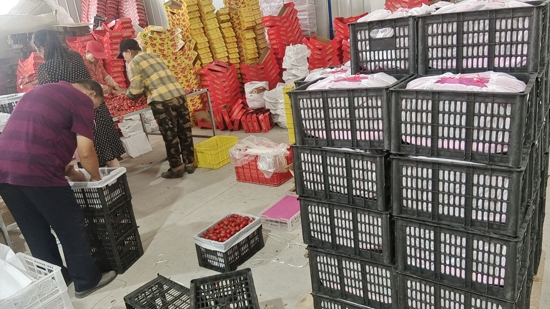 展示圣女果采收后在田间进行分级包装的操作场景,工人正在按颜色和大小分类装箱 圣女果采收与分级操作图