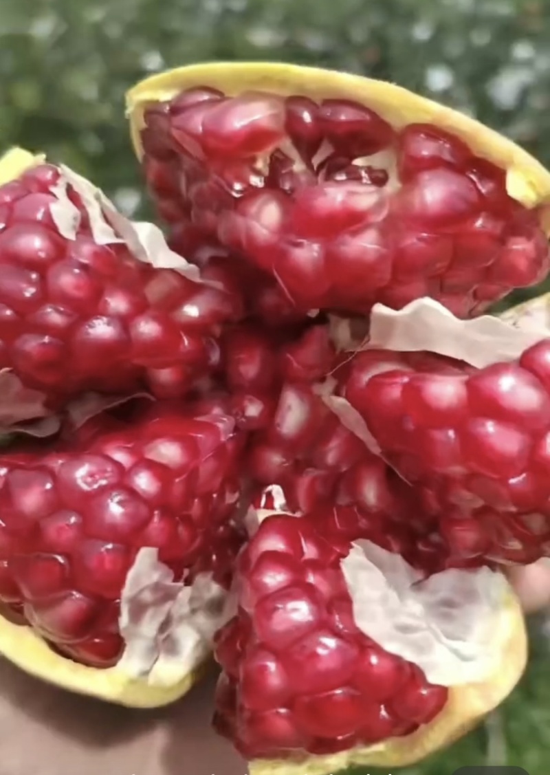 会理突尼斯软籽石榴精品市场果商超市场果