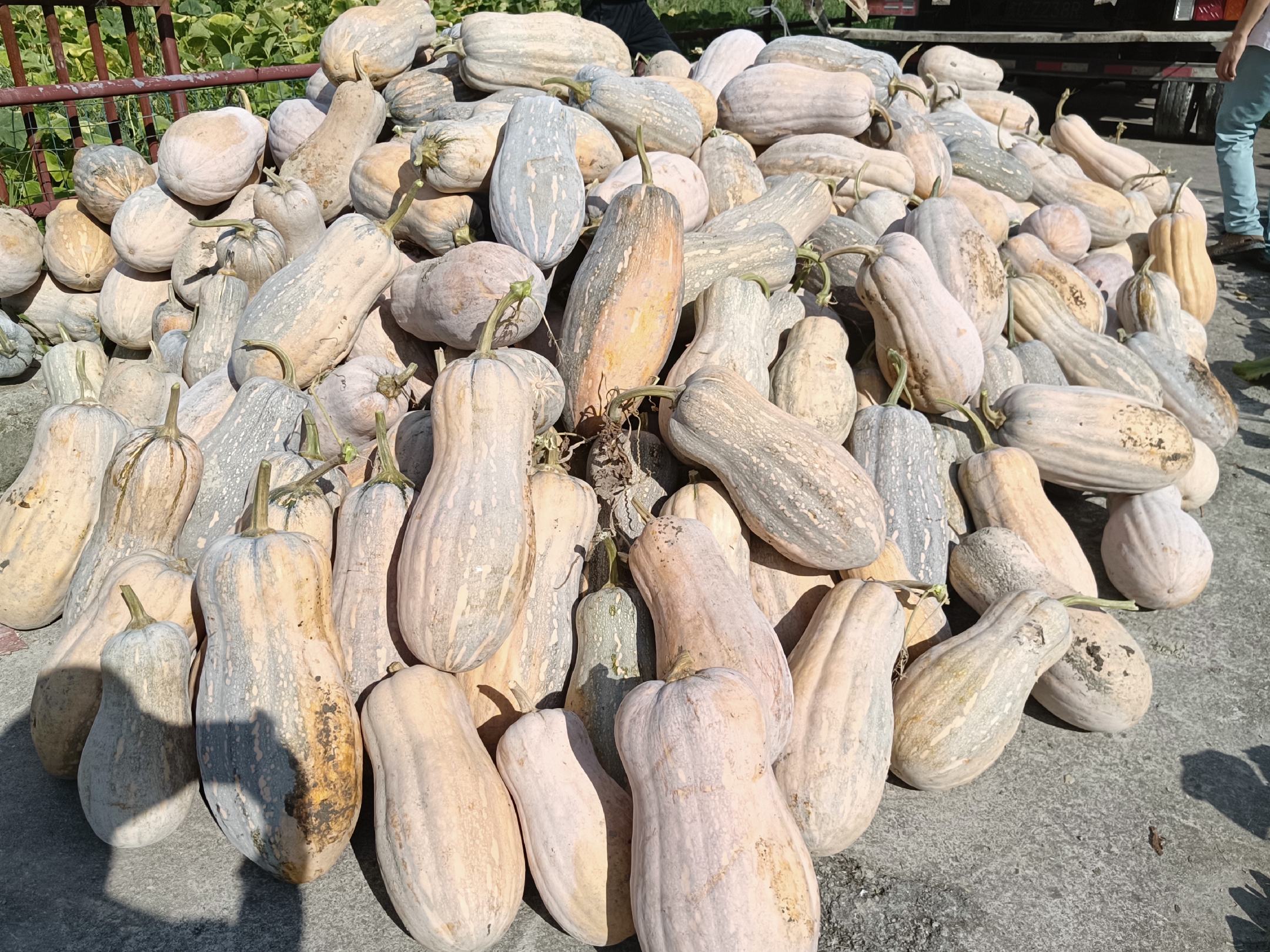 一排整齐摆放的蜜本南瓜成品,瓜形匀称、表皮光滑呈蜜黄色,旁边配有纸箱包装标识‘优质蜜本南瓜’字样,背景为现代化分拣车间,工作人员正在进行分级打包作业 蜜本南瓜成品展示与包装场景