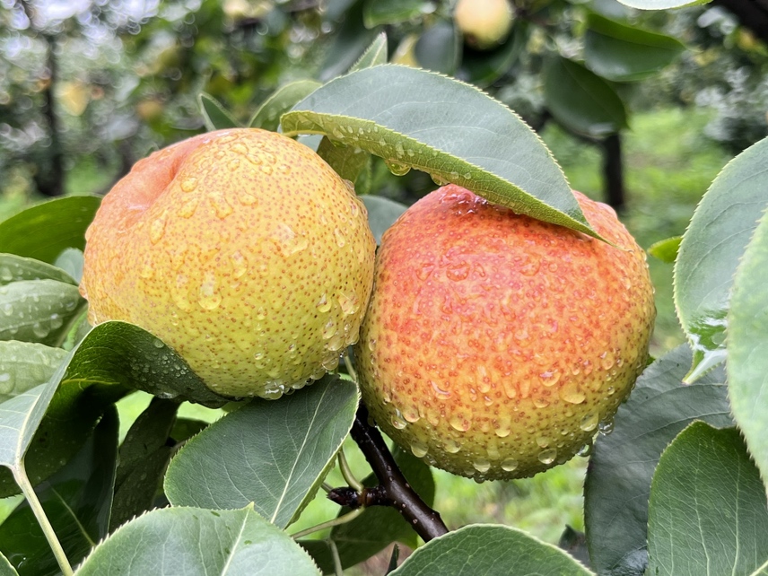 翠冠梨果园中成熟的果实特写,显示其典型的黄绿色果皮和饱满的果形 翠冠梨果园成熟果实特写