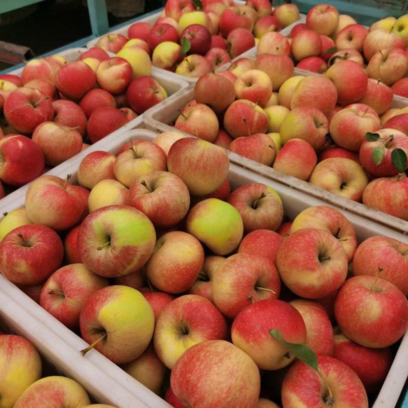 山东苹果，鲁丽苹果大量上市，新鲜现摘，代收代发全国各地市