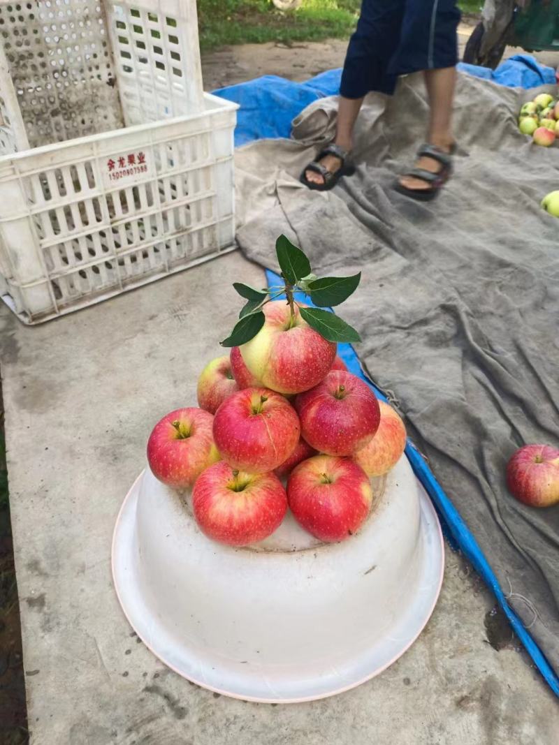 山东苹果，鲁丽苹果大量上市，新鲜现摘，代收代发全国各地市