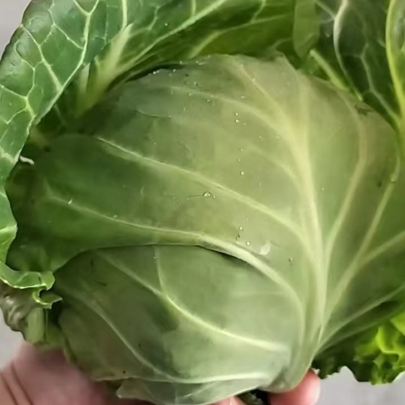 兰州精品甘蓝大量有货，代发全国，质量**，绿甘蓝，口感