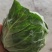 兰州精品甘蓝大量有货，代发全国，质量**，绿甘蓝，口感