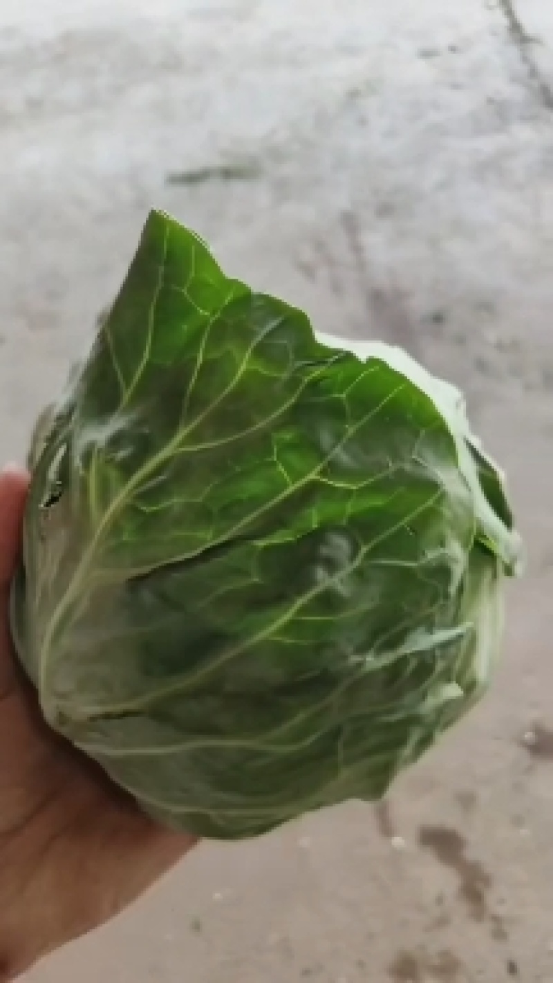 兰州精品甘蓝大量有货，代发全国，质量**，绿甘蓝，口感