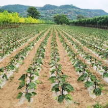 牛心茄，大量出