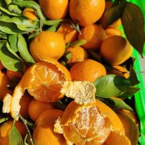 国庆蜜橘纯甜爆汁产地大量上市电商市场走货一手货源视屏看货