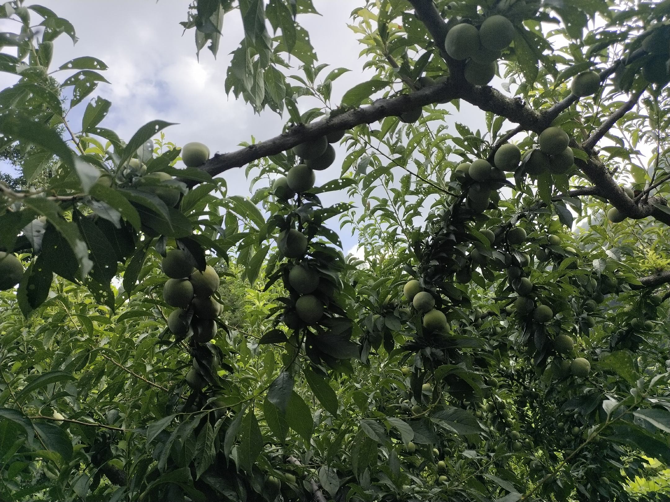 果农正在果园中采摘成熟的五月脆李子,篮子里堆满了新鲜的果实,背景是一片郁郁葱葱的果树林 五月脆李子采摘现场