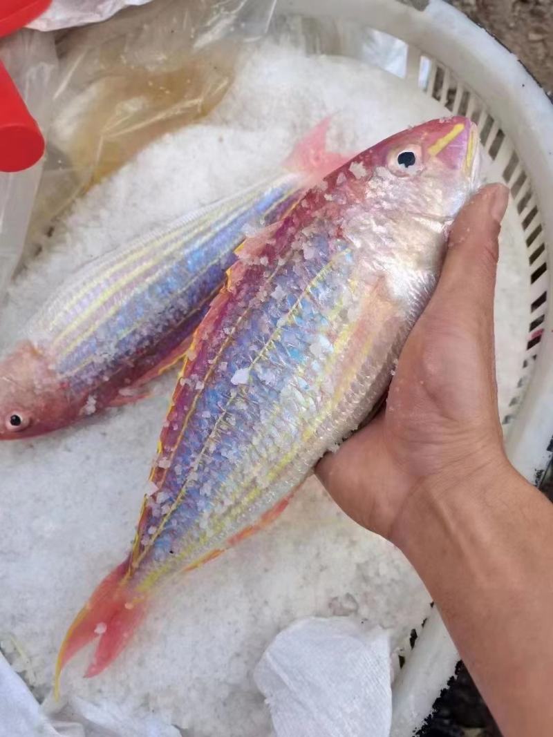 金丝鱼，金线鱼，刀里一夜呈