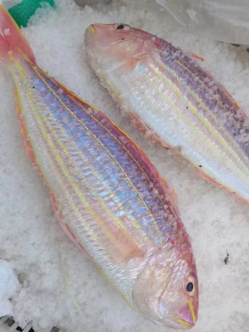 金丝鱼，金线鱼，刀里一夜呈