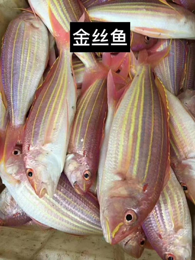 金丝鱼，金线鱼，刀里一夜呈