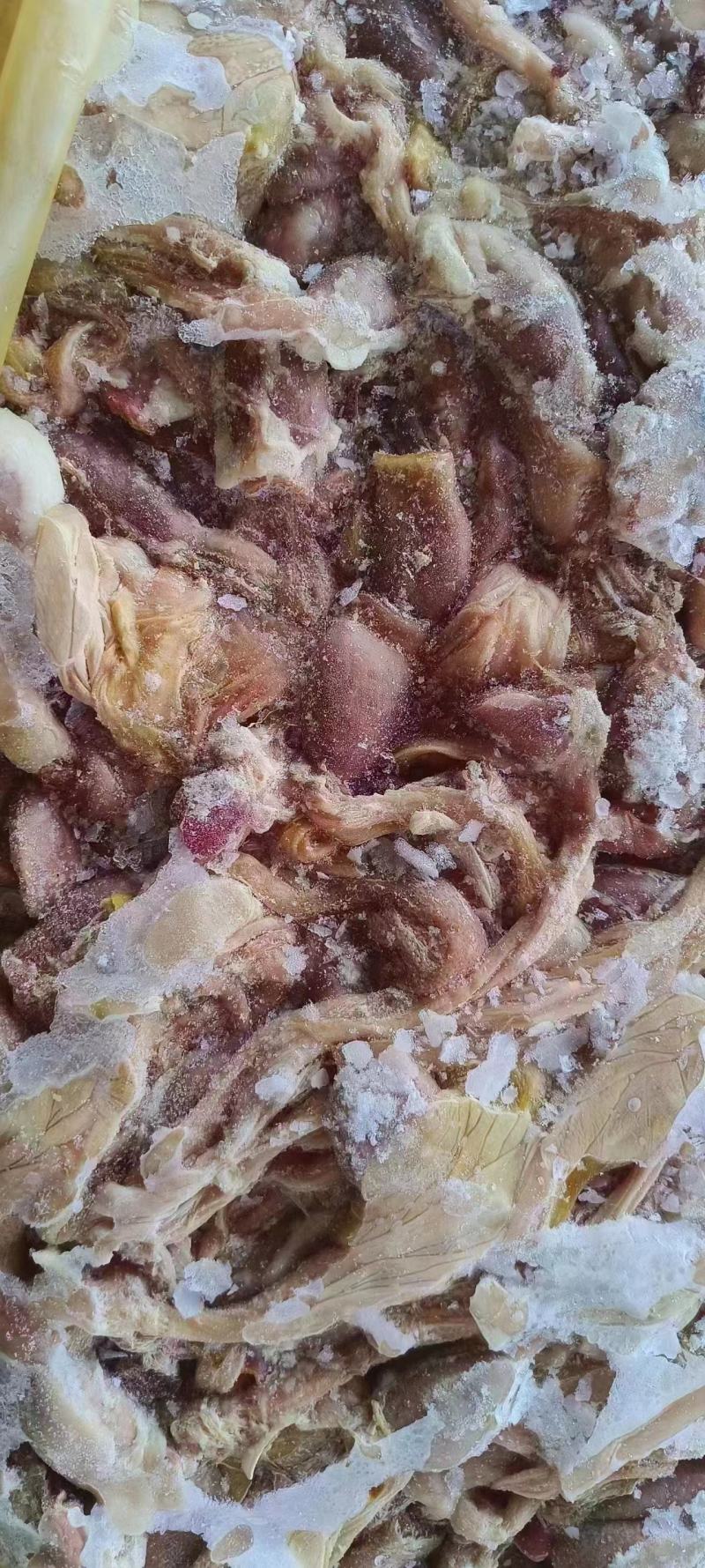 饲料腺胃